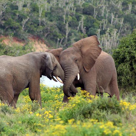 Sibuya Game Reserve And Lodge Кентон-он-Си Экстерьер фото