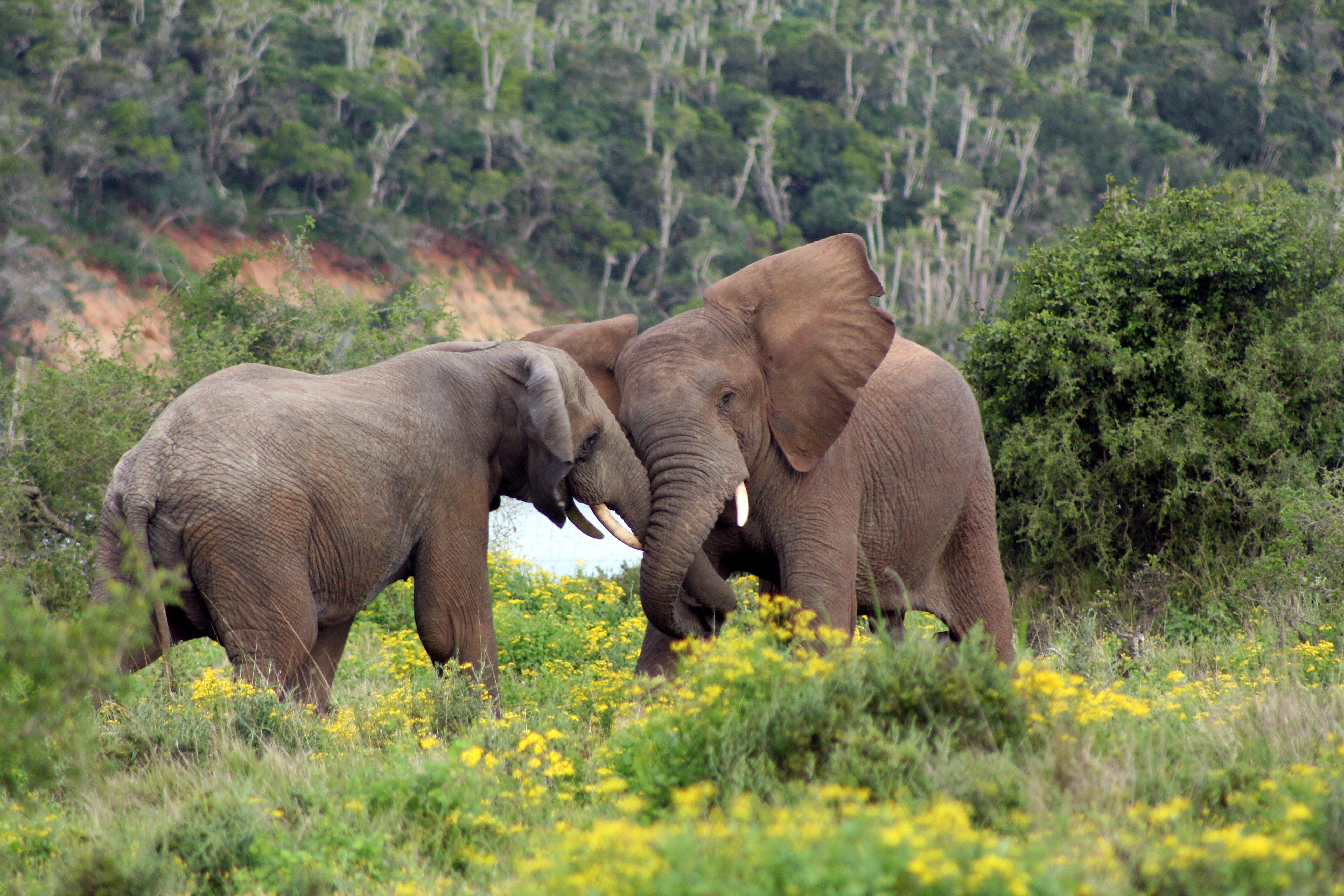 Sibuya Game Reserve And Lodge Кентон-он-Си Экстерьер фото