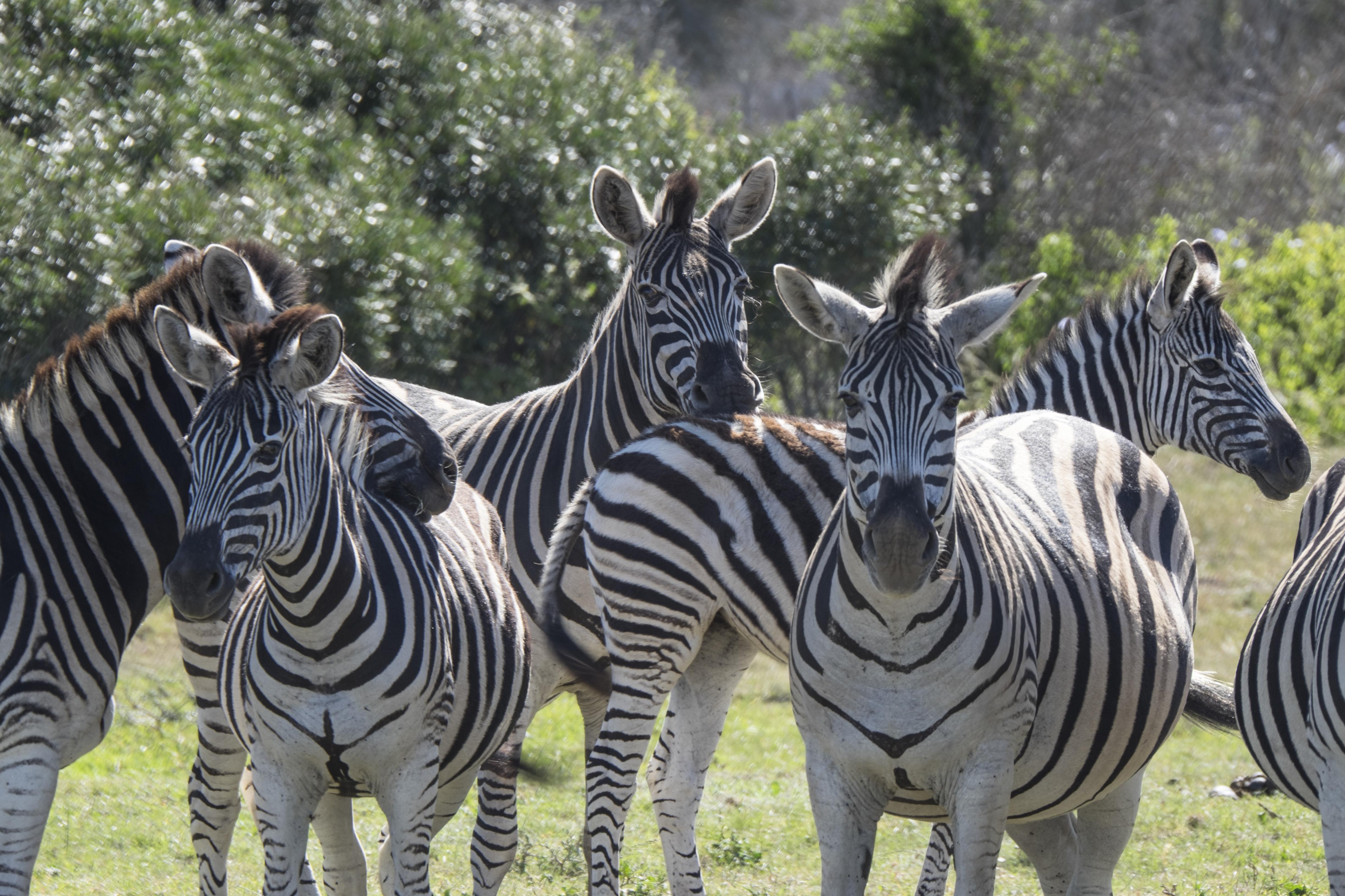 Sibuya Game Reserve And Lodge Кентон-он-Си Экстерьер фото