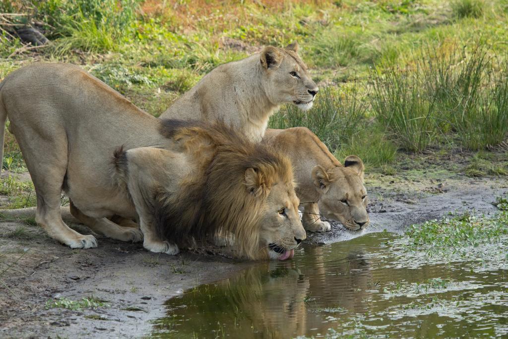 Sibuya Game Reserve And Lodge Кентон-он-Си Экстерьер фото
